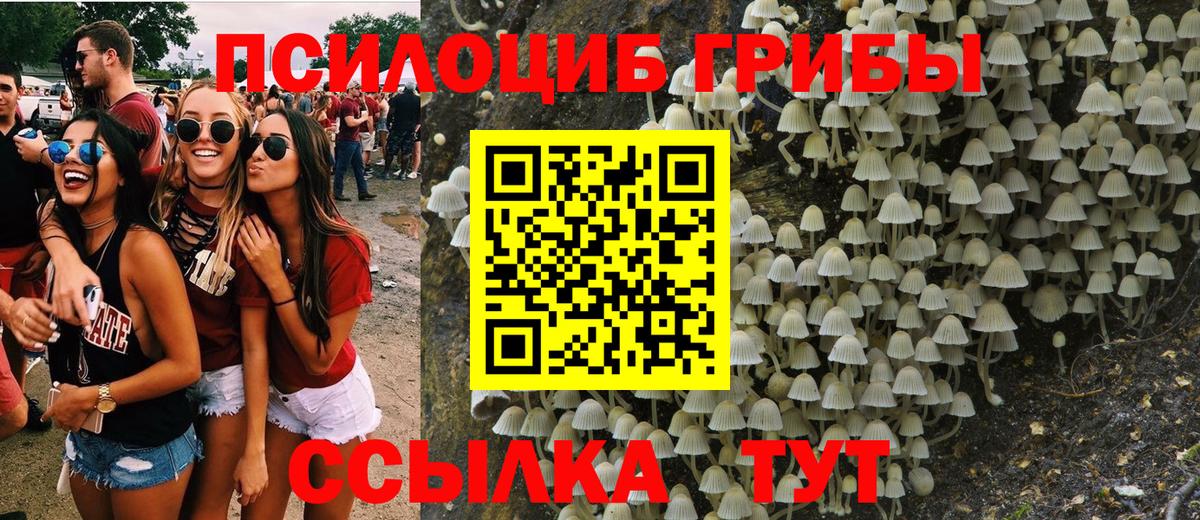 Галлюциногенные грибы Psilocybine cubensis Боровичи